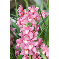 Cymbidium Orchidée Fleurie Pot 3 Tiges Variété Premium