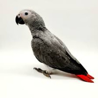 Perroquet Gris du Gabon (Psittacus erithacus) Élevage Main EAM Jeune 3 à 6 Mois