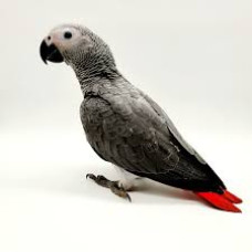 Perroquet Gris du Gabon (Psittacus erithacus) Élevage Main EAM Jeune 3 à 6 Mois
