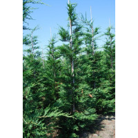 Cupressocyparis Leylandii 175-200 cm Cyprès de Leyland Haie Rapide