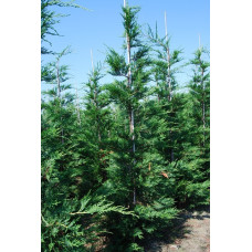 Cupressocyparis Leylandii 175-200 cm Cyprès de Leyland Haie Rapide