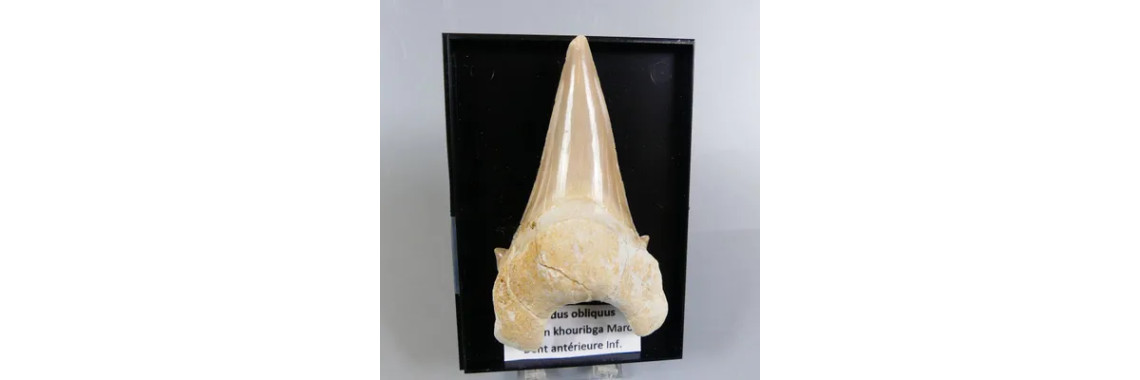 Dent de Requin Fossile Otodus Obliquus Authentique 5-7 cm